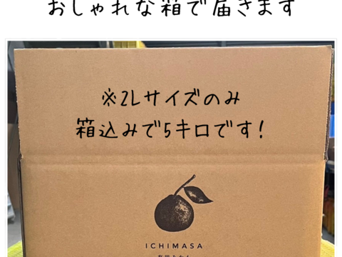 【セット】完熟中生みかん　箱込み5キロ2Lサイズ　２箱　家庭用