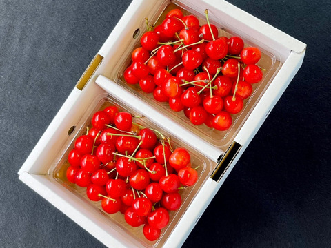 【厳選朝どれ】ご家族ご友人へ赤いところを「農家の先生が育てた山形県産佐藤錦」700g