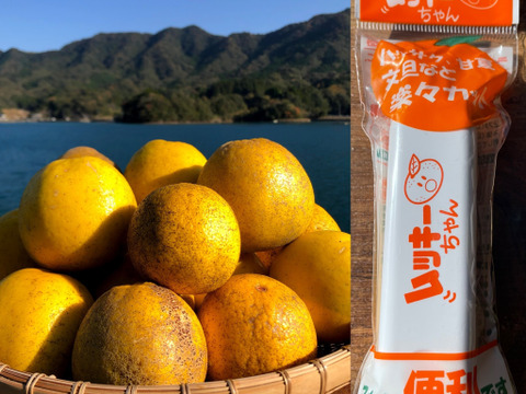 Mottainaiみかん 箱込み4kg 冬でも食べられる和製グレープフルーツ 河内晩柑 熊本県産 食べチョク 農家 漁師の産直ネット通販 旬の食材を生産者直送 Mottainaiみかん 箱込み4kg 冬でも食べられる和製グレープフルーツ 河内晩柑 熊本県産 食べチョク 農家 漁師の産直ネット通販 旬の食材を生産者直送