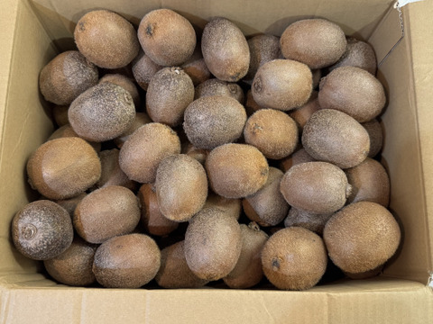 キウイ好きな方集まれー！！農薬・化学肥料・除草剤不使用　生産量日本一！愛媛県産小ぶりキウイちゃん（ヘイワード）5kg(75個程度）