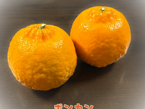 [送料500円引] 特盛フルーツセット8種