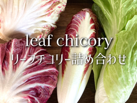 富山県産 リーフチコリー アソート 8個入り トレビス プレコーチェ トレビスローザ カステルフランコ他