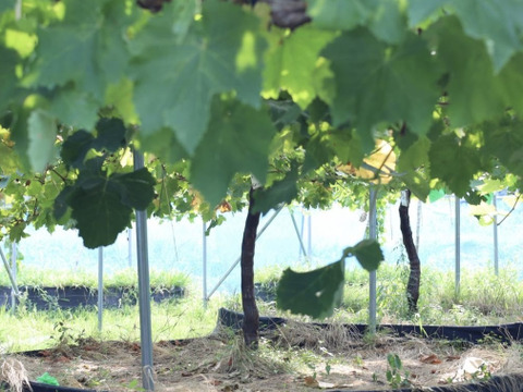 【ぶどうの美味しさギュッと♪】甘さが凝縮！ぶどうジャム（泉州ぶどう）