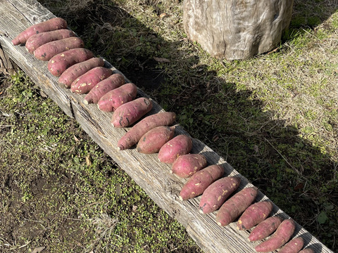 【令和6年能登半島地震支援】令和5年・南阿蘇村産 シルクスイート（農薬・化成肥料・除草剤不使用栽培）