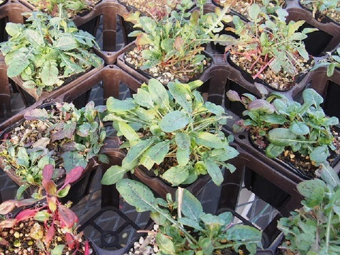 2個セット ヒルザキツキミソウ イングリッシュガーデン 花苗 多年草 宿根草