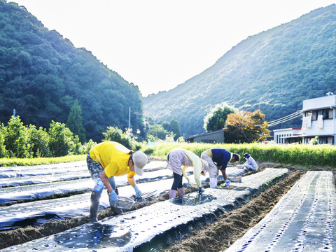 農薬不使用・化学肥料不使用のにんにく1kg！熊野の山々に囲まれ、清流古座川に育まれた土地で作る野菜
