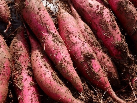 大学 兄弟割引 さつまいも 紅はるか 5kg 自然栽培（農薬・肥料・除草剤栽培 野菜