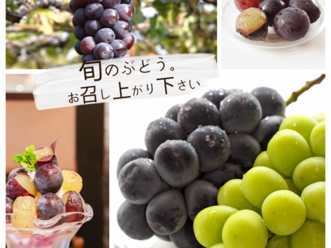 シャインマスカット ピオーネ セット4パック入り  皮ごとガブっと 秋田県産 ハロウィン お菓子 ケーキ プレゼント 誕生日  ギフト お取り寄せ ぶどう 葡萄 パック