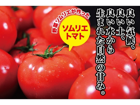 予約1月下旬から順次発送【特別栽培農産物の取得】　＼訳あり／受賞歴３回！ソムリエトマト2kg前後（8～16玉) ①のオマケ❗️ソムリエミニトマト　プラチナ