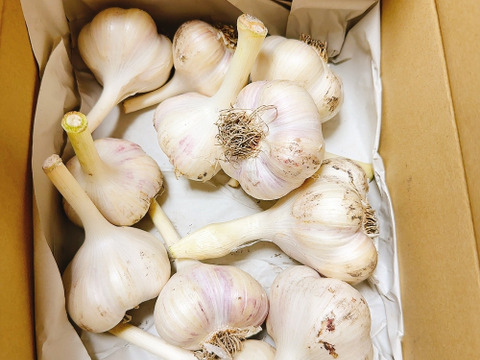 青森県産にんにくLサイズ10キロ 豊満 青森県産にんにくLサイズ10キロ 豊満