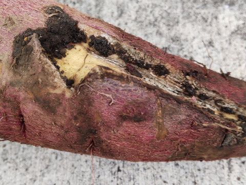 【訳アリ】さつまいも10kg！紅はるか・S～3Lサイズ詰め合わせ