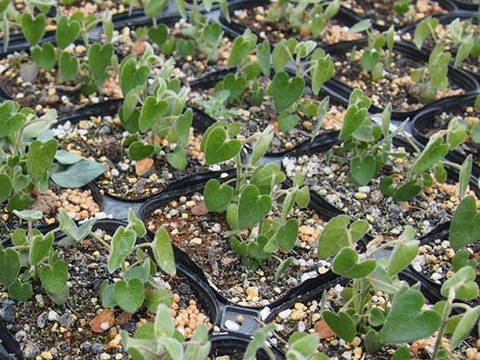 2個セット オキシペタラム ブルースター  イングリッシュガーデン  ブルーガーデン 花苗 多年草 宿根草