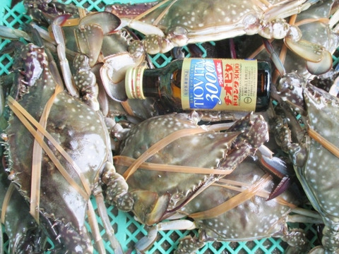 活梱包！オス中サイズ ８kg（約30-40杯）日本三景松島産★ワタリガニ がさみ ガサミ 渡り蟹 わたりがに 生蟹 生カニ 活カニ 活蟹 ケジャン 松島牡蠣屋 雄