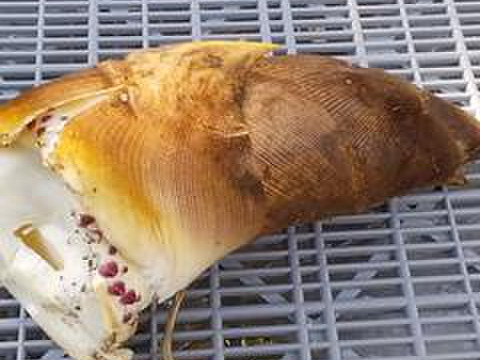 【旬タケノコ】2.5Kg前後高野山麓産（冷蔵便）