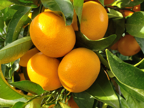 甘さと酸味のベストバランス　青春の運動会みかん箱込約4.5㌔