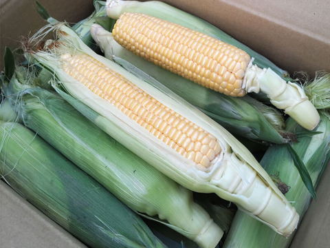 『とうもろこし スイートコーン（ゴールドラッシュ）１０本』発送当日に収穫したものを南房総の農家から直送！
