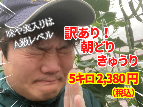 【味や実入りはA級品】きゅうり社長の朝どれ新鮮きゅうり！埼玉本庄産／不揃い訳あり／クール配送5㎏（25〜30本）