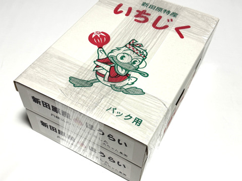 朝ちぎりいちじく　蓬莱　露路栽培　福岡県産　約300g×8パック　新田原産いちじく　約2.4キロ