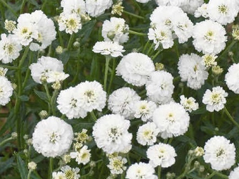 2個セット アキレア ノブレッサ ホワイトガーデン 宿根草 多年草