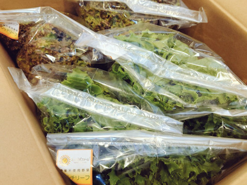 シャキシャキ食感が止まらない！リーフレタス3種の盛り合わせセット☆1キロ☆