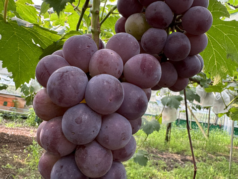 【訳ありご家庭用】限定50箱 ニューピオーネ約1.0kg着色不良でも味は美味しい！