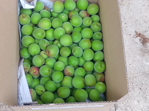 自然栽培の「梅干し用」お弁当に最適２～3センチの梅　無選別4.5㎏