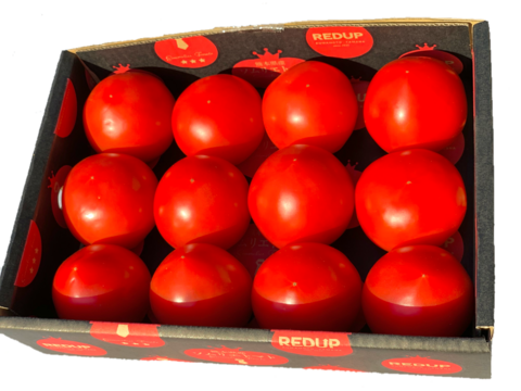 予約1月下旬から順次発送【特別栽培農産物の取得】受賞歴３回！ソムリエトマト1.5kg〜2.5kg（8玉～18玉)×2