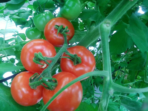 【お試し価格】完熟中玉トマト『フルティカ』900g