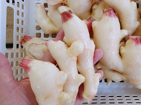 高知県産　新生姜　2キロ　101 産直！新鮮！真っ白で柔らかい新生姜 2kg 高知県産：高知県産