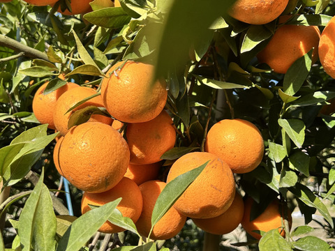 完熟タンカン（贈答用5kg）