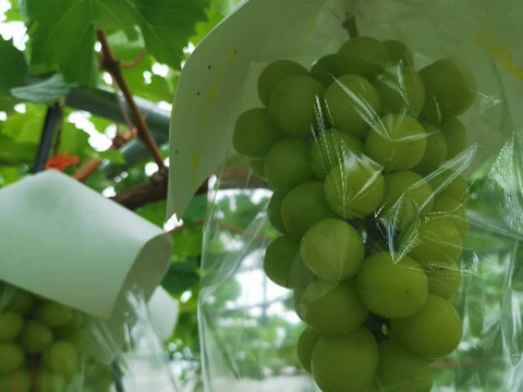 よくばりセット　シャインマスカット1房
ラ・フランス5.6玉