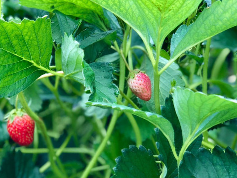 八ヶ岳産 ありがいちご　「よつぼし」 12粒 食べ始めたら止まらない！1粒づつ包装で輸送に強い！標高1000m 太陽とミネラル豊富な水の恵み　期間及び数量限定