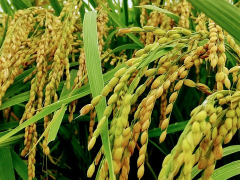 一等米【 栽培期間中農薬不使用・コシヒカリ 精米10kg】数量限定・ 令和5年産・有機質肥料のみ・動物性堆肥不使用