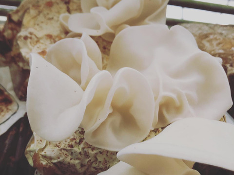 【お鍋にどうぞ】[超希少］プリプリなめらか生白きくらげ200g×4p