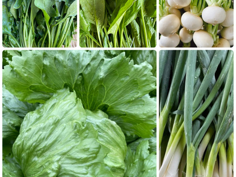 【農家直送】朝採れ野菜セット🥬 新鮮野菜詰め合わせ 丹波産 産地直送 野菜セット