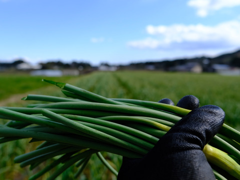 一度食べてほしい綾町産有機ニンニクの芽（500ｇ）