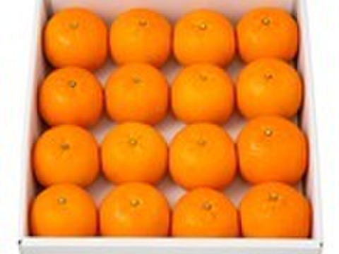 【数量限定・屋久島からの贈りもの】厳選されたたんかん！　屋久島産　贈答用たんかん　3kg　2Lサイズ 16個入り