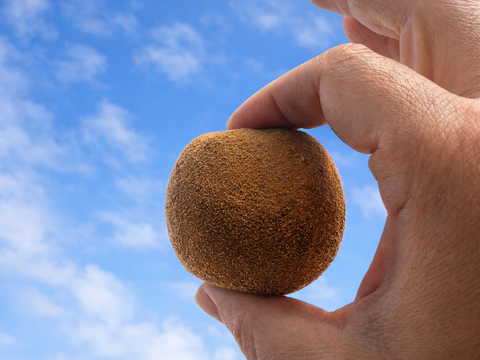 福岡八女産キウイ（アップルキウイ）約6kg｜食べごろサイズ中心｜農薬・化学肥料不使用｜ご家庭用