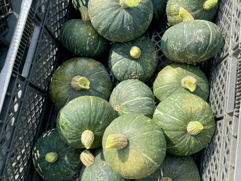 ミニ栗かぼちゃ1.5kg 2-3個 農薬・化学肥料不使用 ほっこり姫