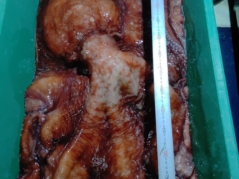 小泊産！ミズダコスライス100g5パック(冷凍)