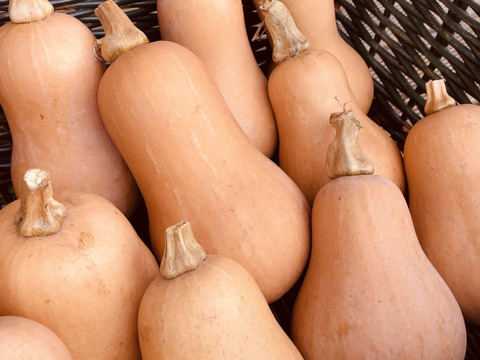 訳あり＊バターナッツ&そうめんかぼちゃのセット＊固定種＊3kg