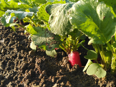 【数量限定】IdeaFarmのラディッシュ 1kg（紅白セミロングタイプ）