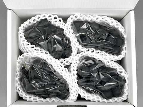【皮ごと楽しむ、朝採れぶどう】八ヶ岳育ちのナガノパープル 約2kg（3～5房）