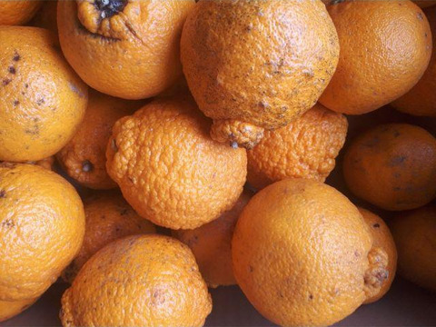 【早割！！】果汁たっぷり！！愛媛県産デコ不知火（しらぬい）１０kg入【ご家庭用】