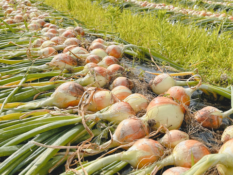 からだが喜ぶ旬野菜おまかせセット【６～７種類】