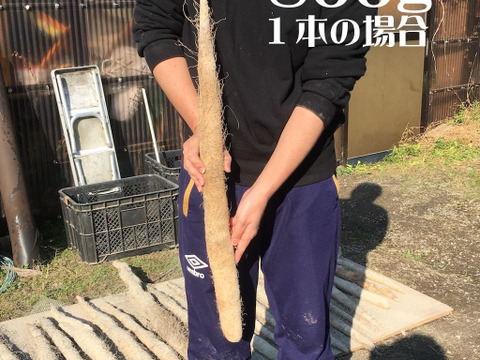 <12月上旬より発送予定>球磨川流域でたくましく育った一本物自然薯 800g前後(1-2本) レシピ付 !