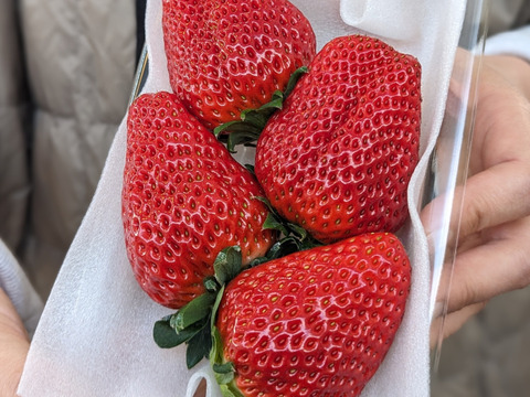 【ギフト最適】特大紅ほっぺ 200g×3p