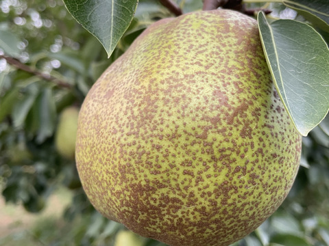 【西洋なし】『ラ・フランス』 ５キロ 【食べごろがわかるリーフレット入り】【生産量日本一】【山形県天童市産】【🍐】【ラフランス】【西洋梨】【冬ギフト】