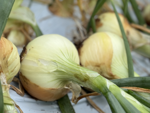 【期間限定】（訳あり）フルーツ玉ねぎ　3kg　熊本県産