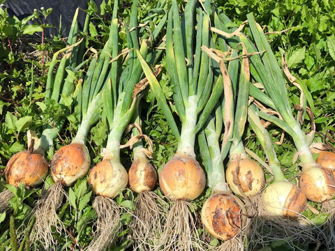 玉ねぎセット！『やみつききゅうり』！いっぱい！【夏限定販売】農薬不使用！自然の野菜